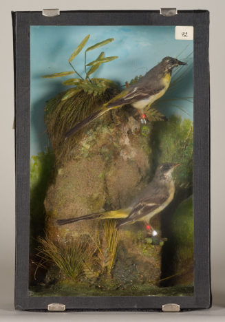 Diorama: Gebirgsstelze, Gebirgsstelze