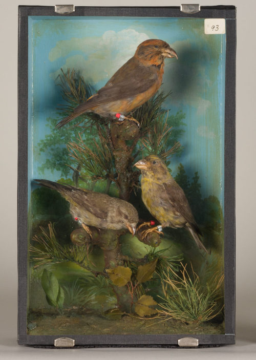 Dr. Peter Frey (Urheber*in), Diorama: Fichtenkreuzschnabel, Fichtenkreuzschnabel, Fichtenkreuzschnabel, 1890–1952