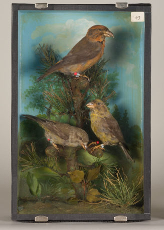 Diorama: Fichtenkreuzschnabel, Fichtenkreuzschnabel, Fichtenkreuzschnabel