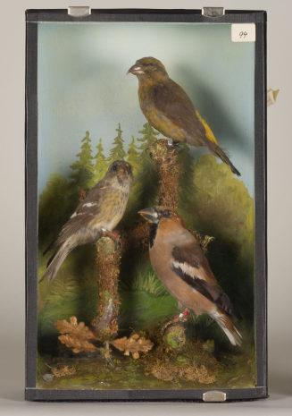 Diorama: Fichtenkreuzschnabel, Bindekreuzschnabel, Kernbeißer
