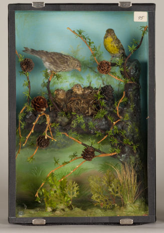 Diorama: Girlitz, Girlitz, Girlitz, Girlitz