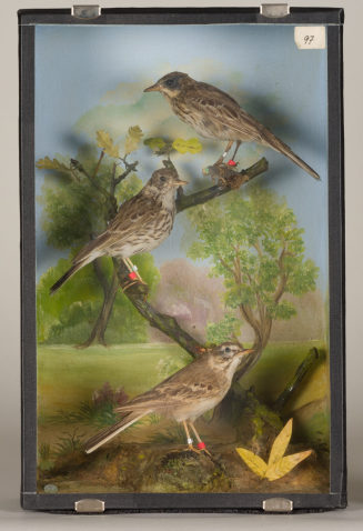 Diorama: Baumpieper, Weisenpieper, Brachpieper