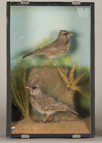Diorama: Haubenlerchen, Haubenlerchen