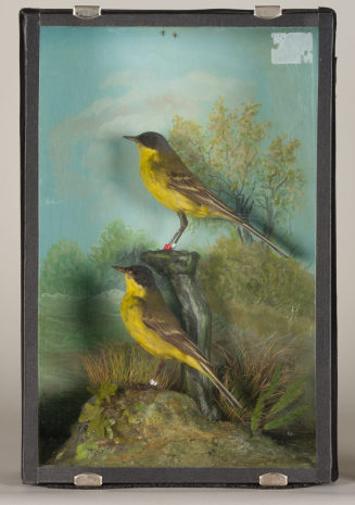 Diorama: Nordische Schafstelze, Nordische Schafstelze