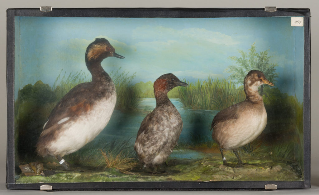 Diorama: Zwergtaucher, Zwergtaucher, Schwarzhalstaucher