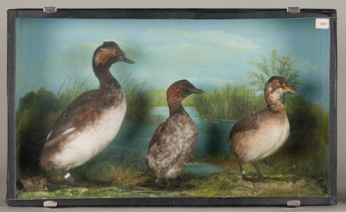 Dr. Peter Frey (Urheber*in), Diorama: Zwergtaucher, Zwergtaucher, Schwarzhalstaucher, 1890–1952