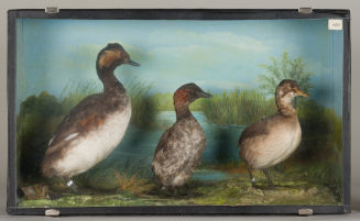 Diorama: Zwergtaucher, Zwergtaucher, Schwarzhalstaucher