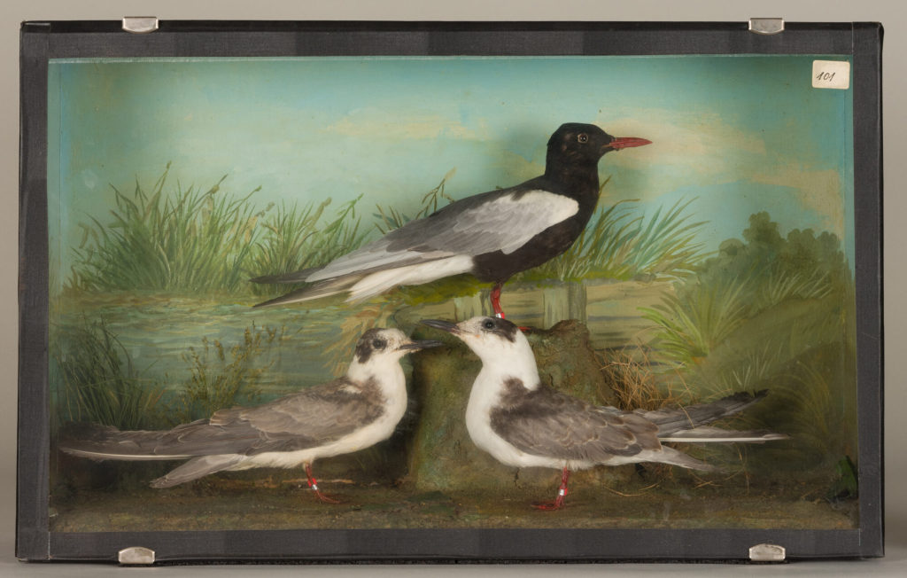 Diorama: Weißflügelseeschwalbe, Weißflügelseeschwalbe, Weißflügelseeschwalbe