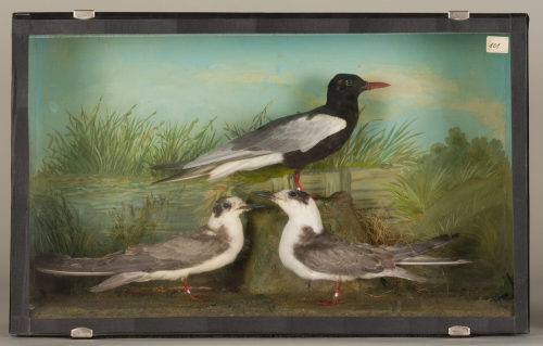 Dr. Peter Frey (Urheber*in), Diorama: Weißflügelseeschwalbe, Weißflügelseeschwalbe, Weißflügelseeschwalbe, 1890–1952