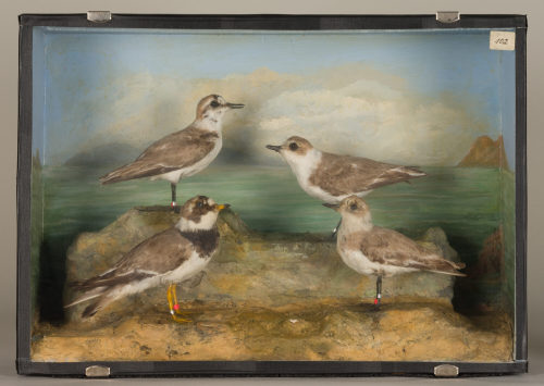 Dr. Peter Frey (Urheber*in), Diorama: Sandregenpfeifer, Seeregenpfeifer, Seeregenpfeifer, Seeregenpfeifer, 1890–1952
