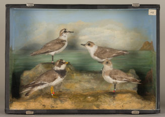 Diorama: Sandregenpfeifer, Seeregenpfeifer, Seeregenpfeifer, Seeregenpfeifer