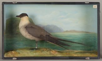Diorama: Falkenraubmöwe