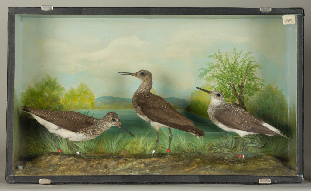 Diorama: Waldwasserläufer, Waldwasserläufer, Waldwasserläufer