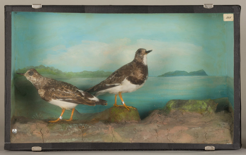 Diorama: Steinwälzer, Steinwälzer