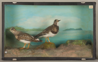 Diorama: Steinwälzer, Steinwälzer
