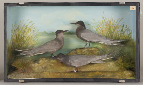 Dr. Peter Frey (Urheber*in), Diorama: Trauerseeschwalbe, Trauerseeschwalbe, Trauerseeschwalbe, 1890–1952