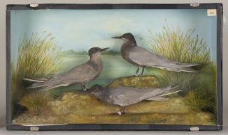 Diorama: Trauerseeschwalbe, Trauerseeschwalbe, Trauerseeschwalbe