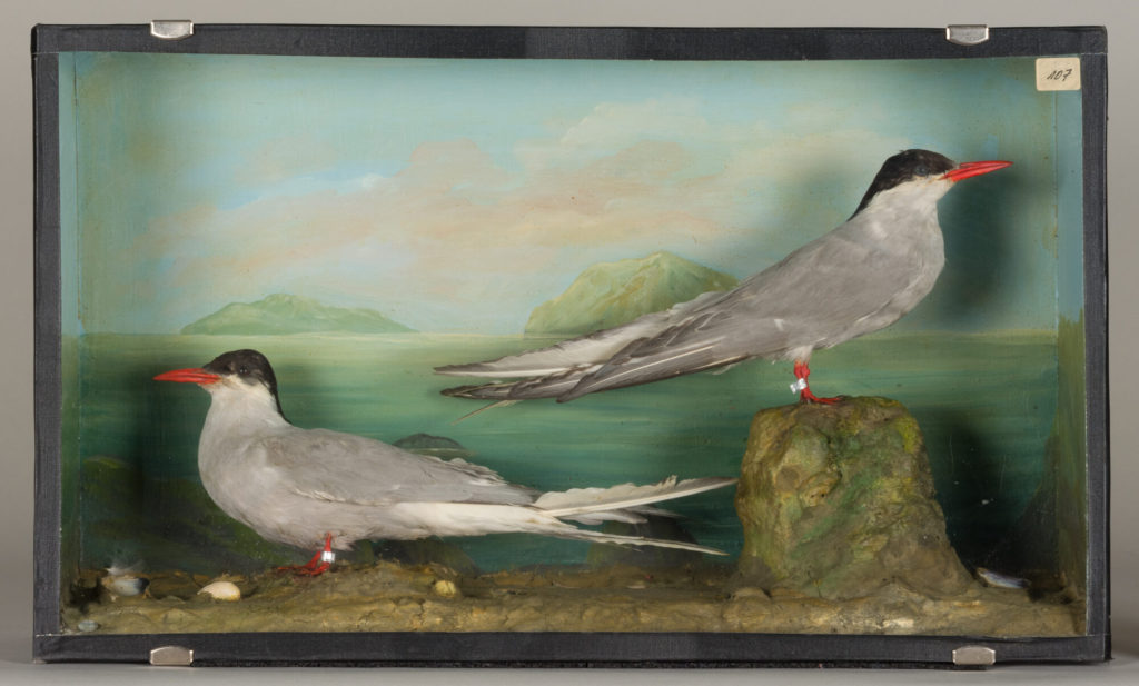 Diorama: Küstenseeschwalbe, Küstenseeschwalbe