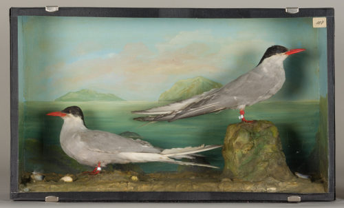 Dr. Peter Frey (Urheber*in), Diorama: Küstenseeschwalbe, Küstenseeschwalbe, 1890–1952