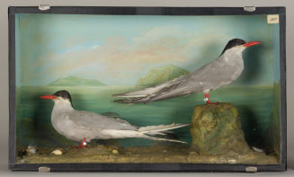 Diorama: Küstenseeschwalbe, Küstenseeschwalbe