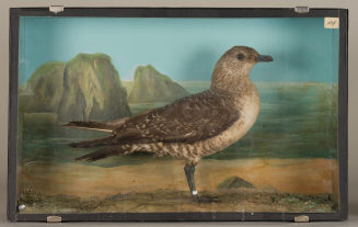 Diorama: Falkenraubmöwe