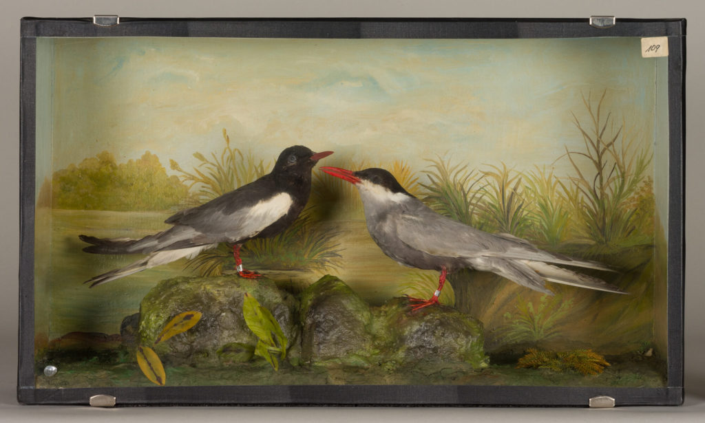 Diorama: Weißflügelseeschwalbe, Weißbartseeschwalbe