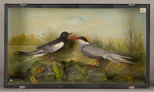 Dr. Peter Frey (Urheber*in), Diorama: Weißflügelseeschwalbe, Weißbartseeschwalbe, 1890–1952