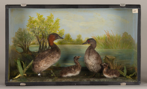 Dr. Peter Frey (Urheber*in), Diorama: Zwergtaucher, Zwergtaucher, Zwergtaucher, 1890–1952