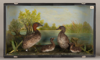 Diorama: Zwergtaucher, Zwergtaucher, Zwergtaucher