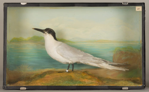 Dr. Peter Frey (Urheber*in), Diorama: Brandseeschwalbe, 1890–1952