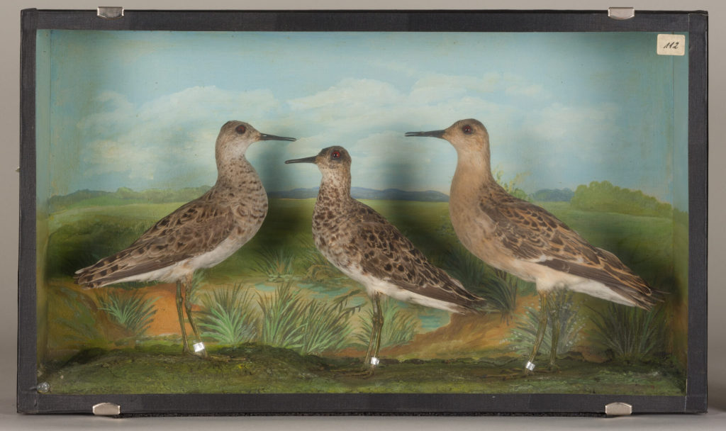 Diorama: Kampfläufer, Kampfläufer, Kampfläufer