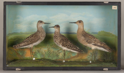 Dr. Peter Frey (Urheber*in), Diorama: Kampfläufer, Kampfläufer, Kampfläufer, 1890–1952