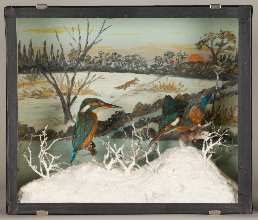 Diorama: Eisvogel, Eisvogel