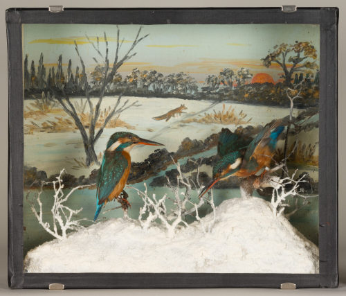 Dr. Peter Frey (Urheber*in), Diorama: Eisvogel, Eisvogel, 1890–1952