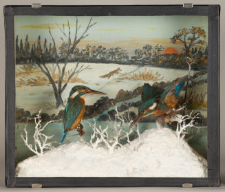 Diorama: Eisvogel, Eisvogel