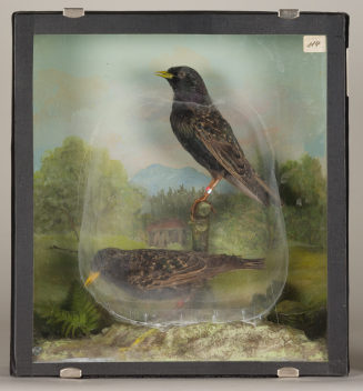 Diorama: Star, Star