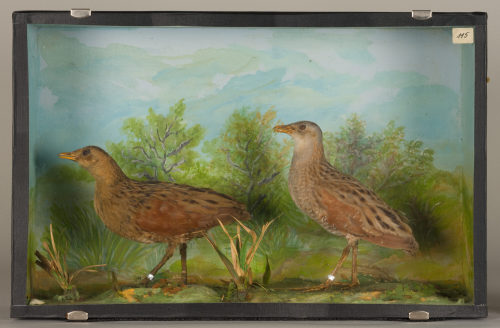 Dr. Peter Frey (Urheber*in), Diorama: Wachtelkönig, Wachtelkönig, 1890–1952