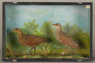 Diorama: Wachtelkönig, Wachtelkönig