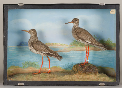 Dr. Peter Frey (Urheber*in), Diorama: Rotschenkel, Rotschenkel, 1890–1952