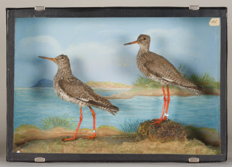 Diorama: Rotschenkel, Rotschenkel