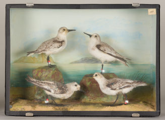 Diorama: Sanderling, Sanderling, Sanderling, Sanderling