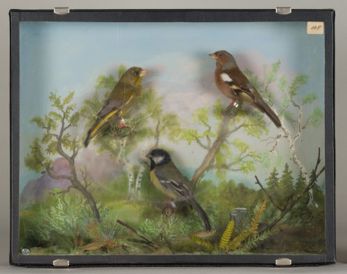 Dr. Peter Frey (Urheber*in), Diorama: Buchfink, Grünfink, Kohlmeise, 1890–1952