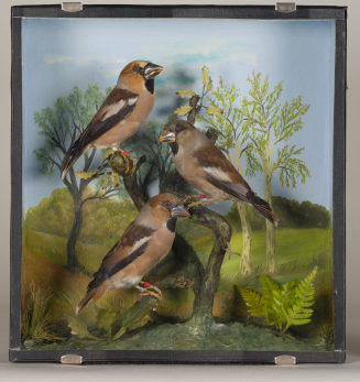 Diorama: Kernbeißer, Kernbeißer, Kernbeißer