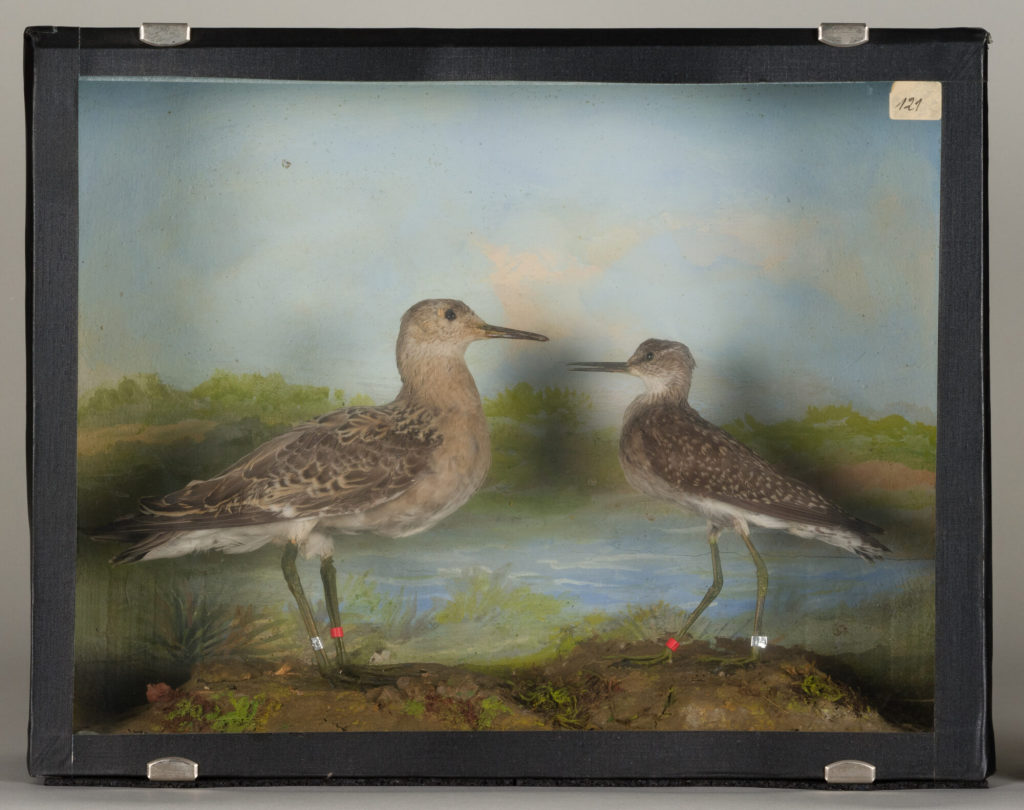 Diorama: Bruchwasserläufer, Kampfläufer, Kampfläufer