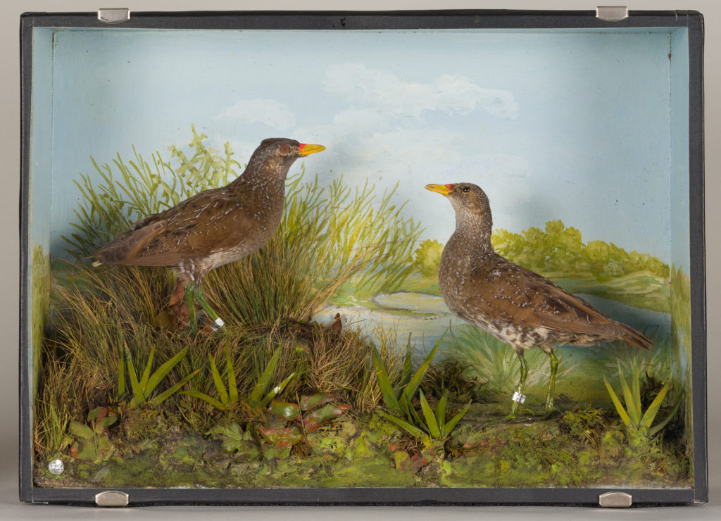 Diorama: Tüpfelsumpfhuhn, Tüpfelsumpfhuhn