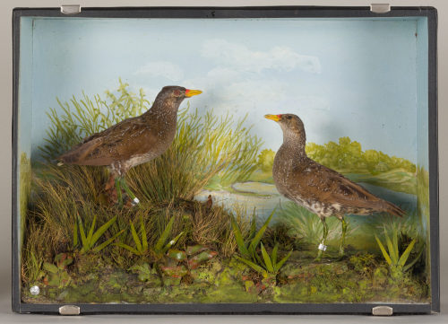 Dr. Peter Frey (Urheber*in), Diorama: Tüpfelsumpfhuhn, Tüpfelsumpfhuhn, 1890–1952