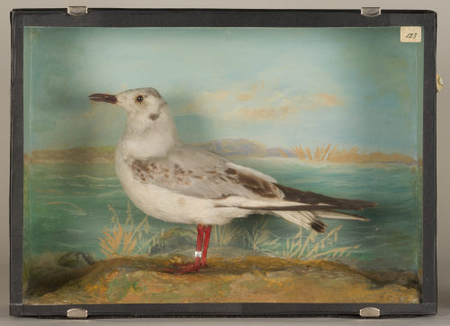 Dr. Peter Frey (Urheber*in), Diorama: Lachmöwe, 1890–1952