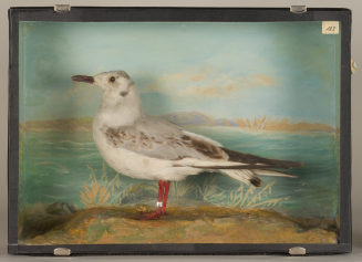 Diorama: Lachmöwe