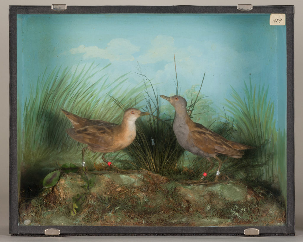 Diorama: Zwergsumpfhuhn, Zwergsumpfhuhn