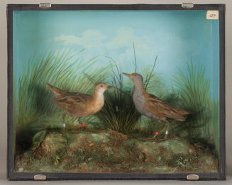 Diorama: Zwergsumpfhuhn, Zwergsumpfhuhn